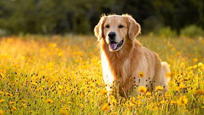 Hund auf einer Blumenwiese