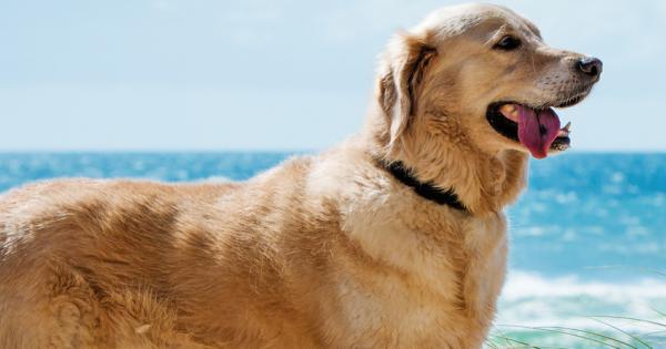Midwest Dog Friendly Vacations - HomeToGo