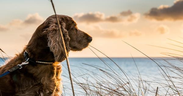 Vacanze con il cane al mare - HomeToGo