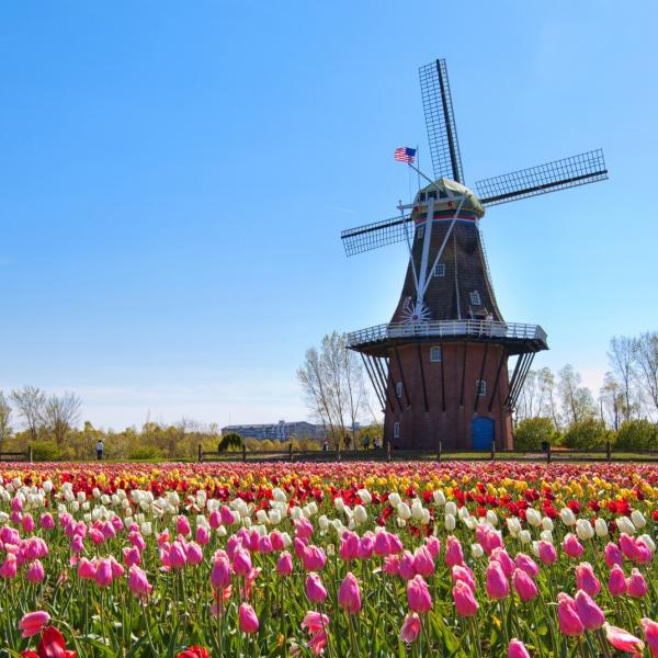 Holland Michigan Windmill during tulip season