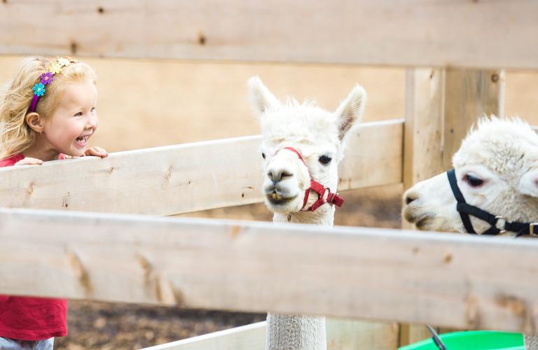 Petting zoo: child and alpaca