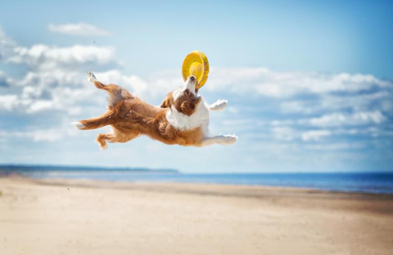 Wskazówki dotyczące plaż dla psów będą mile widziane