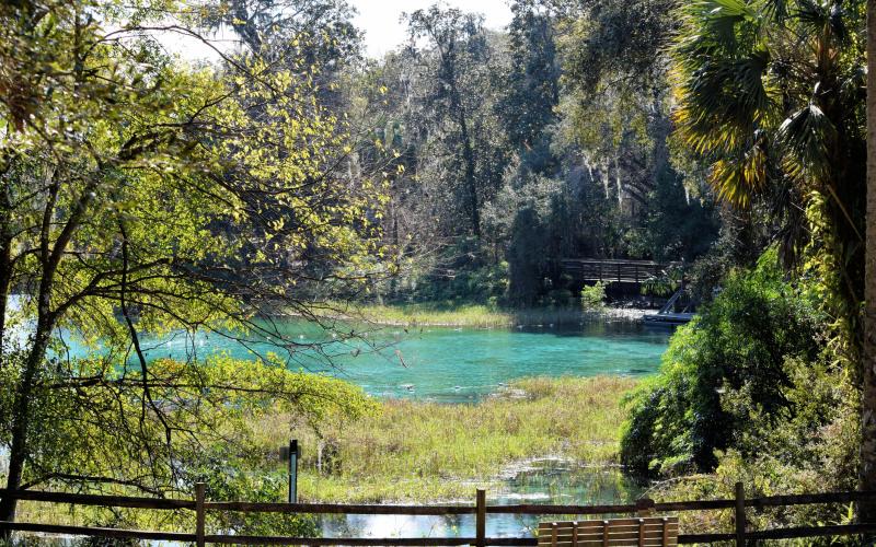 View of a blue spring surrounded by greenery in Florida 