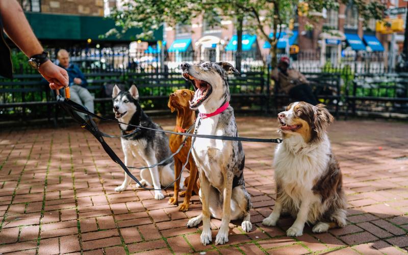 Dog Friendly Activities in Louisville, KY - BringFido