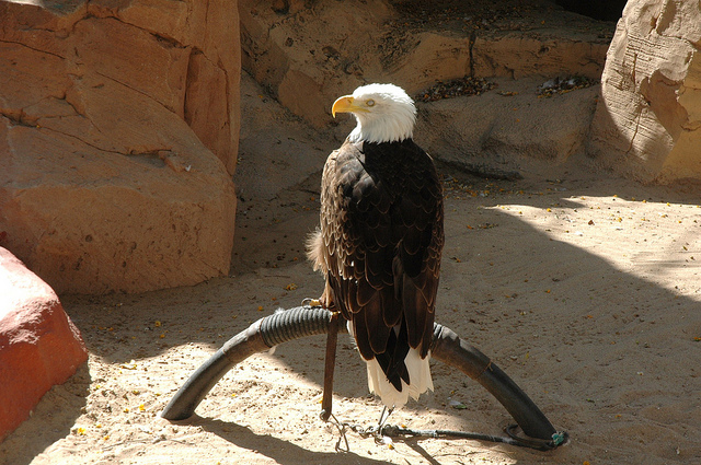 Un aigle a Las Aguilas