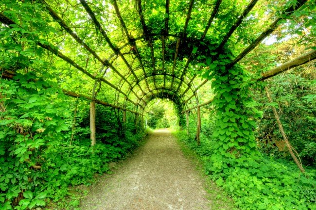 A green tunnel on Pfaueninsel