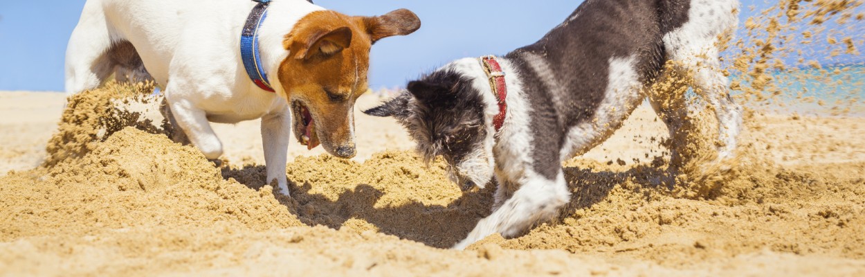 Checkliste für den Urlaub mit Hund