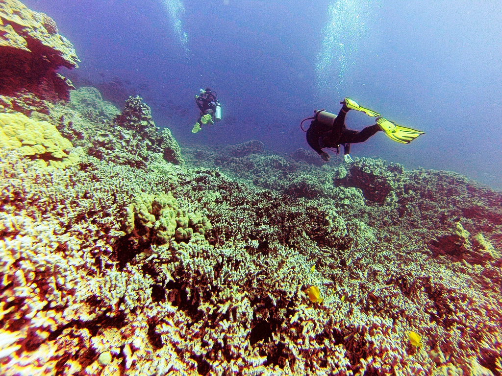 Underwater in Hawaii. Photo via FlickrCC.