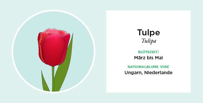 Nationalblumen Europas, Infografik, Tulpe