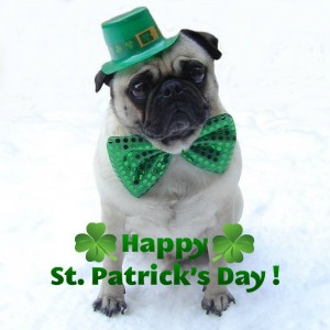 Happy St. Patrick's Day from this adorable pug! Photo via FlickrCC.