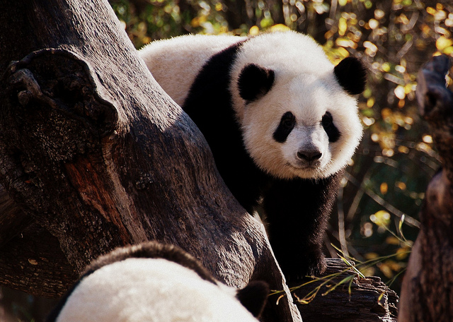 Oso panda Zoo Aquarium de Madrid.