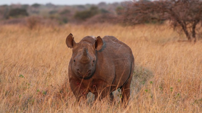 Un rinoceronte nero avvistato durante un safari in Sud Africa