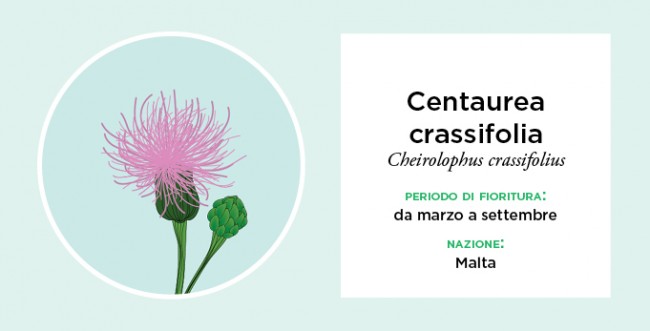 Centaurea crassifolia