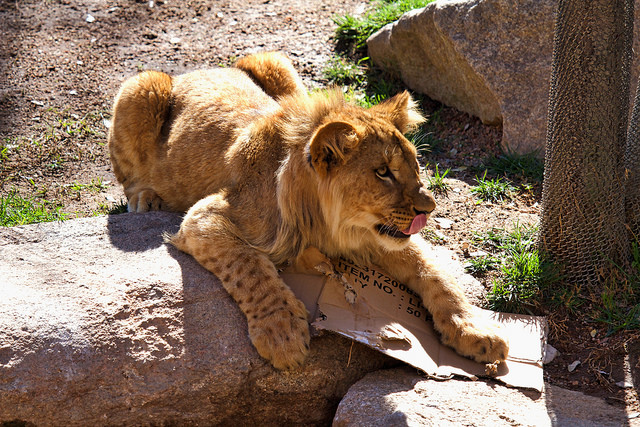 Cachorro de león Safari Madrid