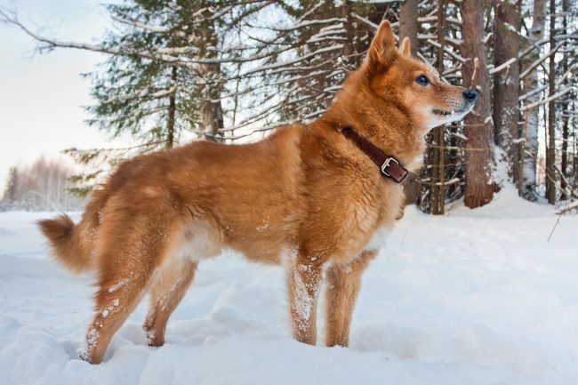Hunderasse aus Finnland: Finnischer Spitz