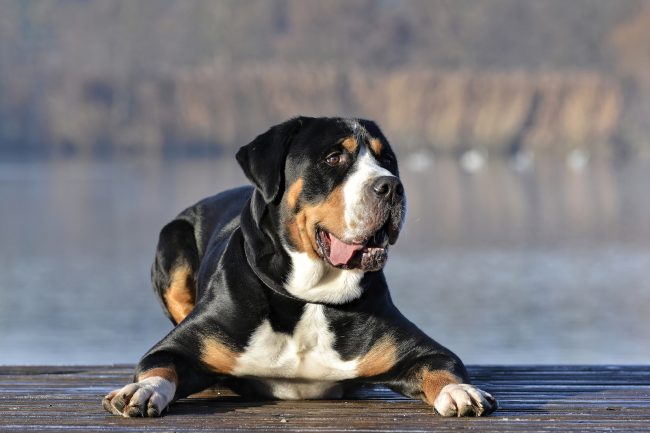 Hunderasse aus der Schweiz: Großer Schweizer Sennenhund