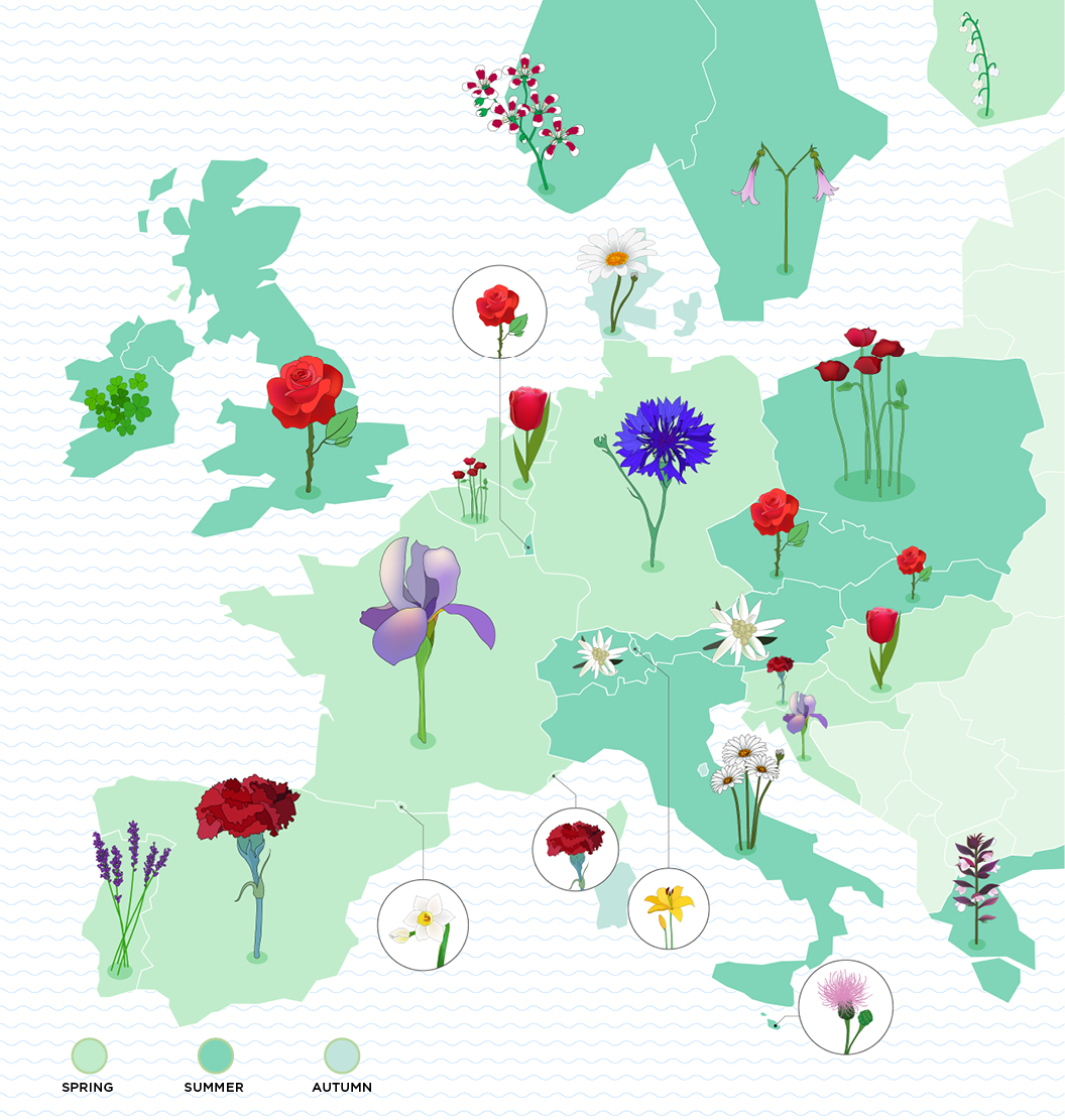 Europe flower. Инфографика цветы. Логотип Долина цветов. Цветок инфографика PNG.