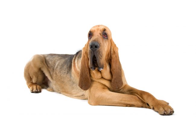 Hunderasse aus Belgien: Bloodhound