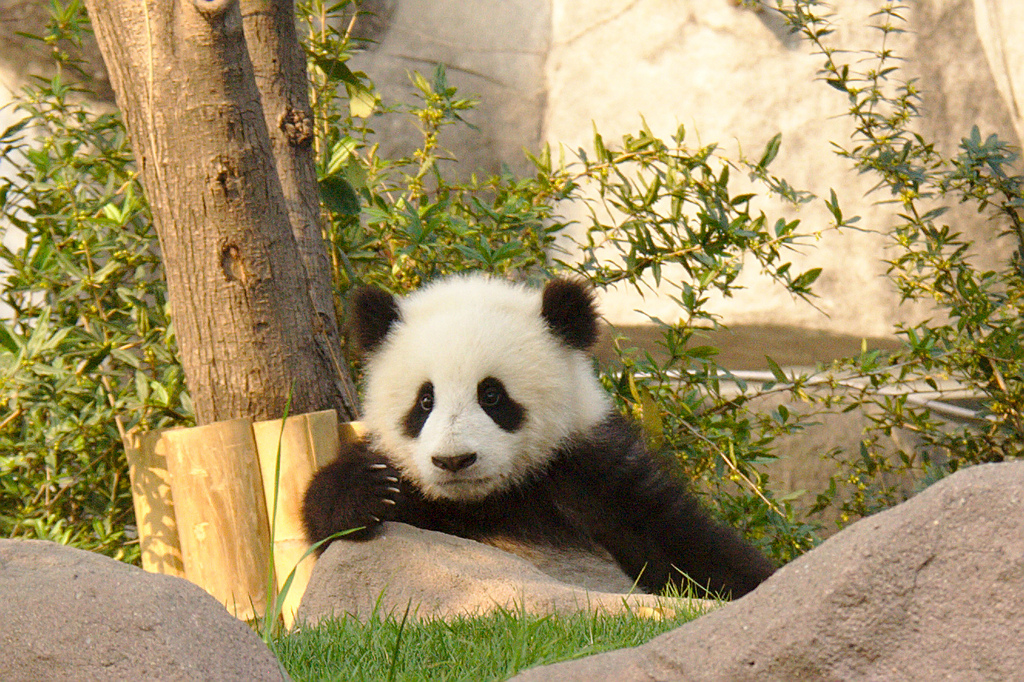 Chengdu Panda. Photo via FlickrCC.