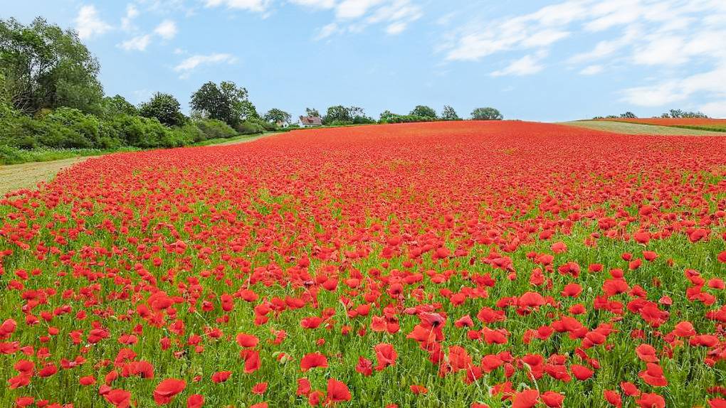 110 m² Ferienhaus ∙ 2 Schlafzimmer ∙ 4 Gäste – Bild 38