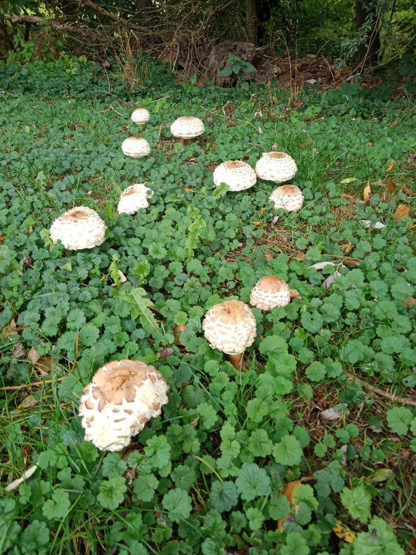 foto45