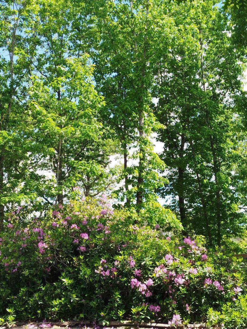 foto18
