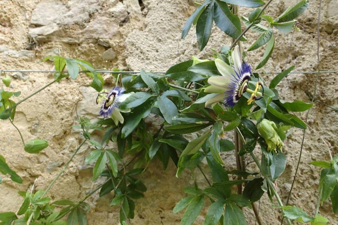 foto18