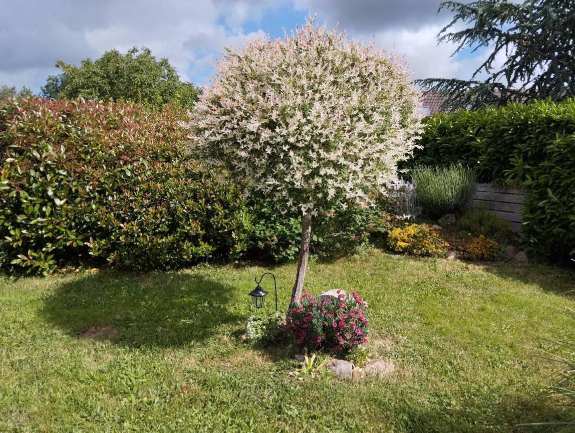 foto17