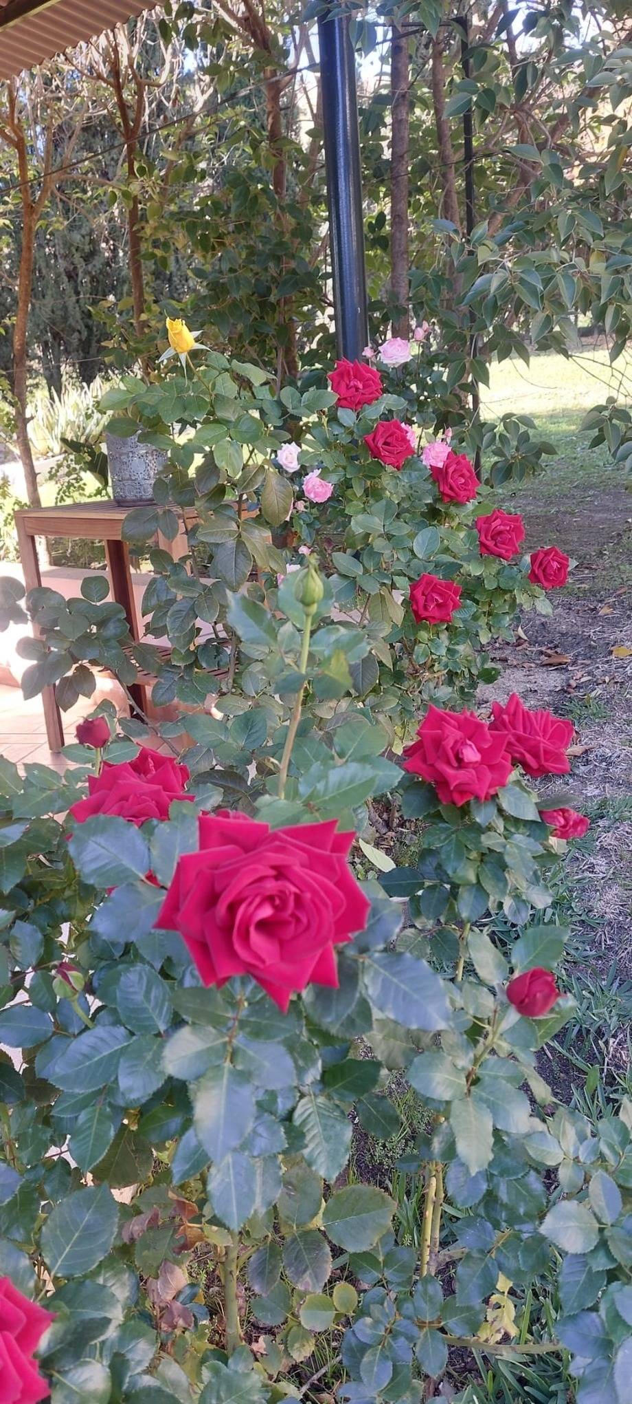 foto19
