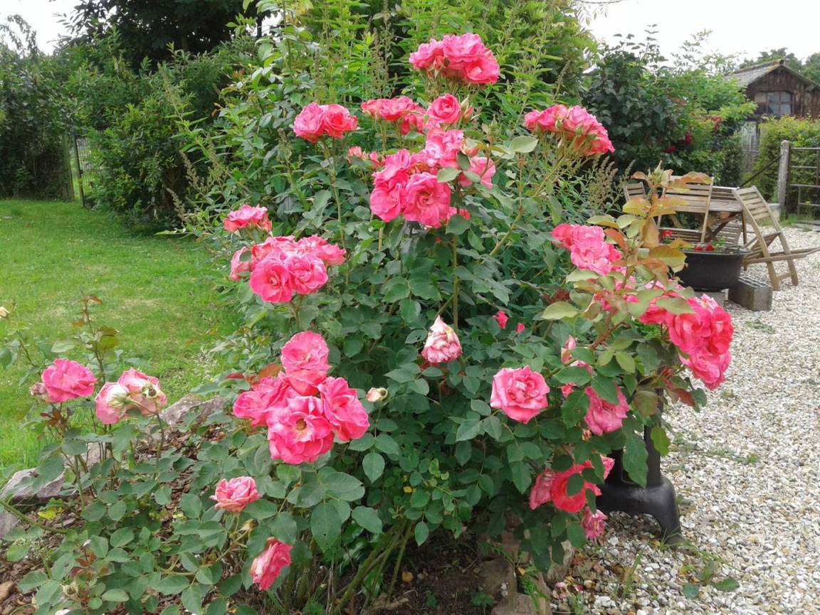 foto19