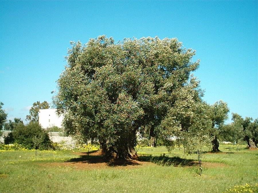 Agriturismo ∙ 1 Camera Da Letto ∙ 4 Ospiti - Ostuni
