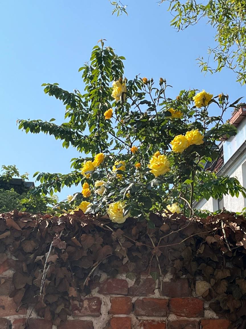 foto2