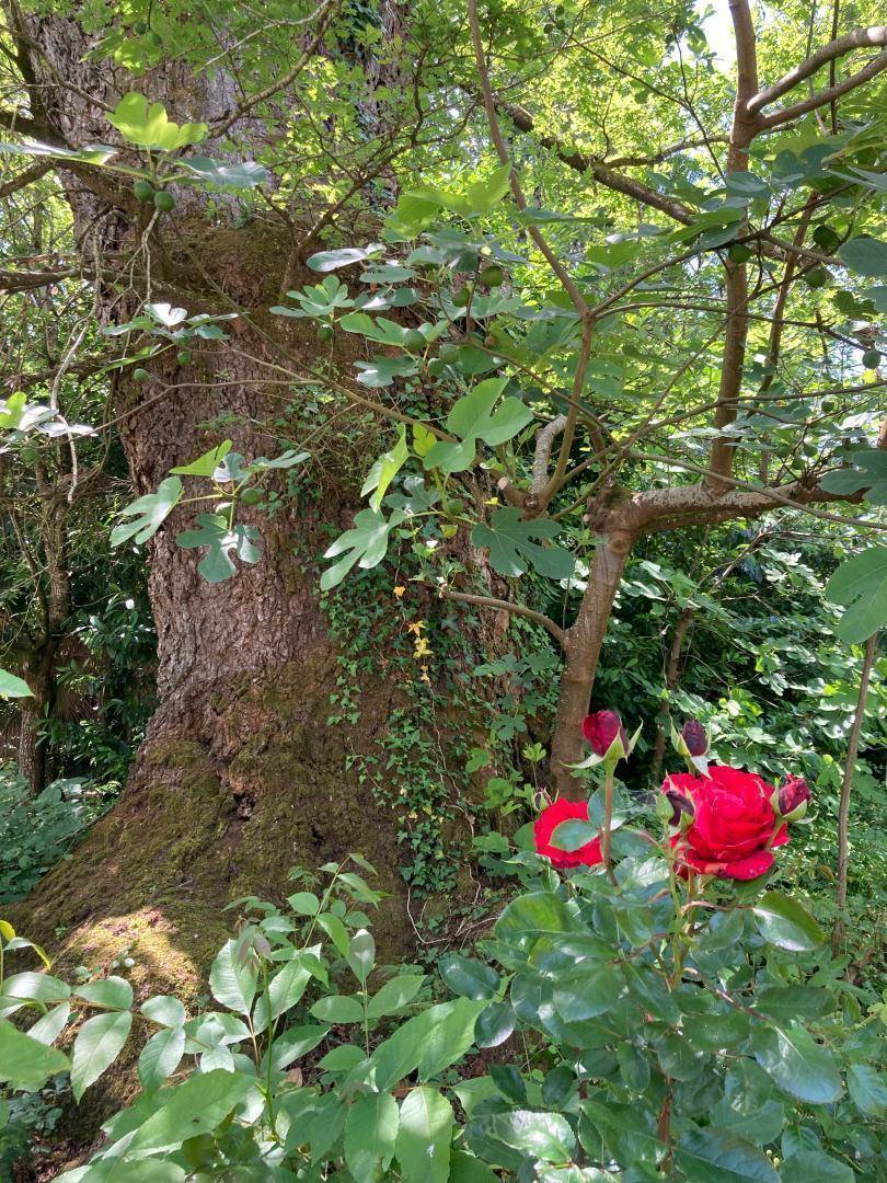 foto42