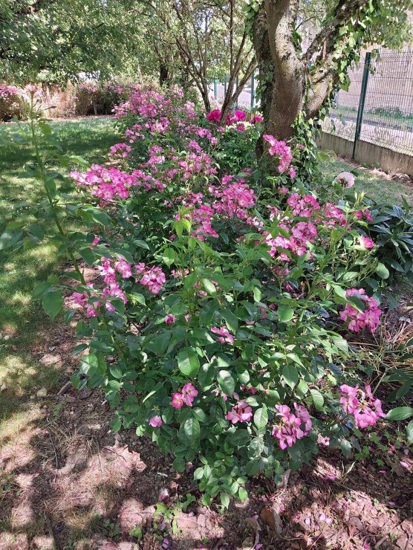 foto17