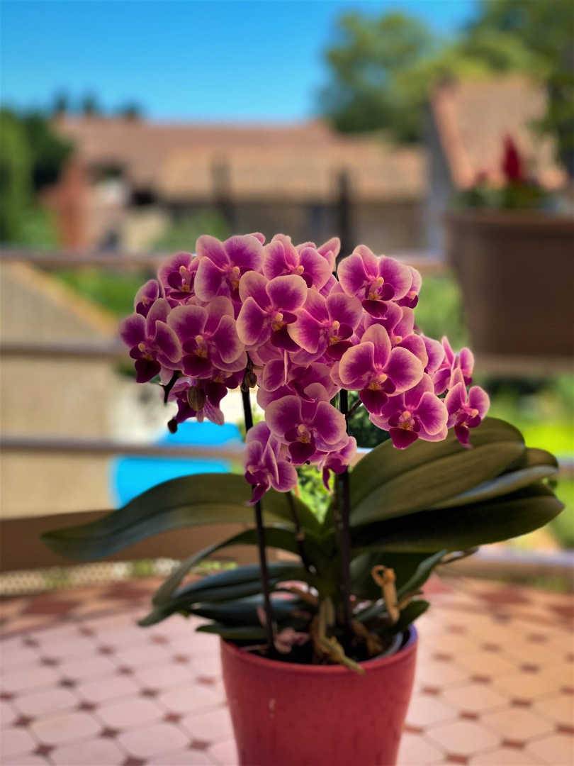 foto21