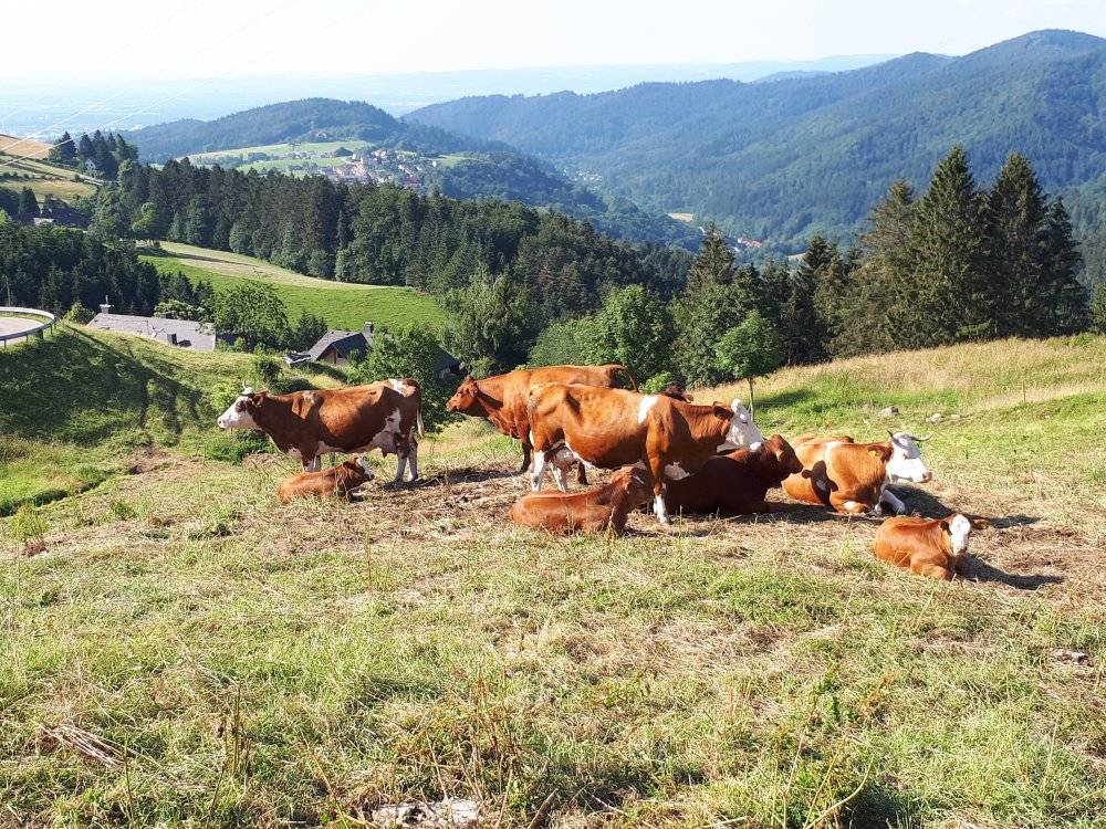 65 M² Apartment ∙ 2 Bedrooms ∙ 4 Guests - Freiburg