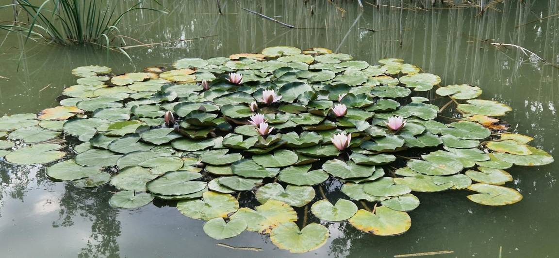 foto41