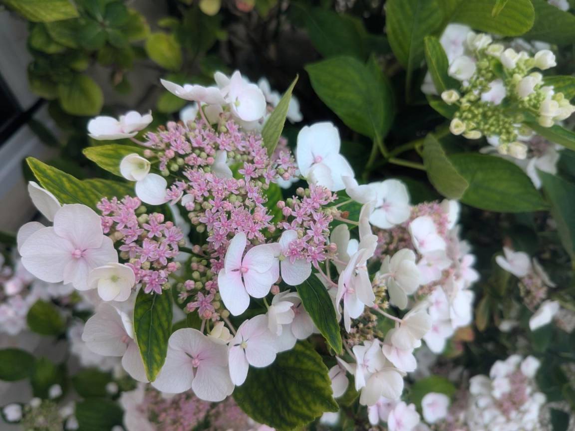 foto29