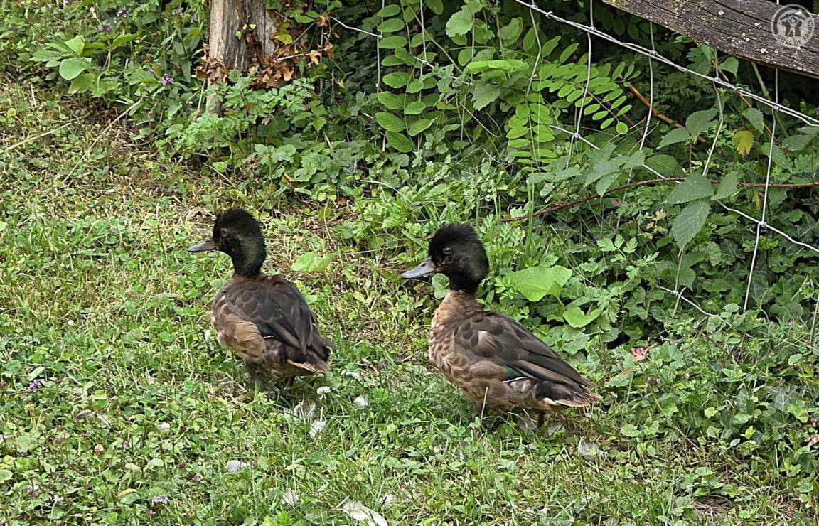 foto41