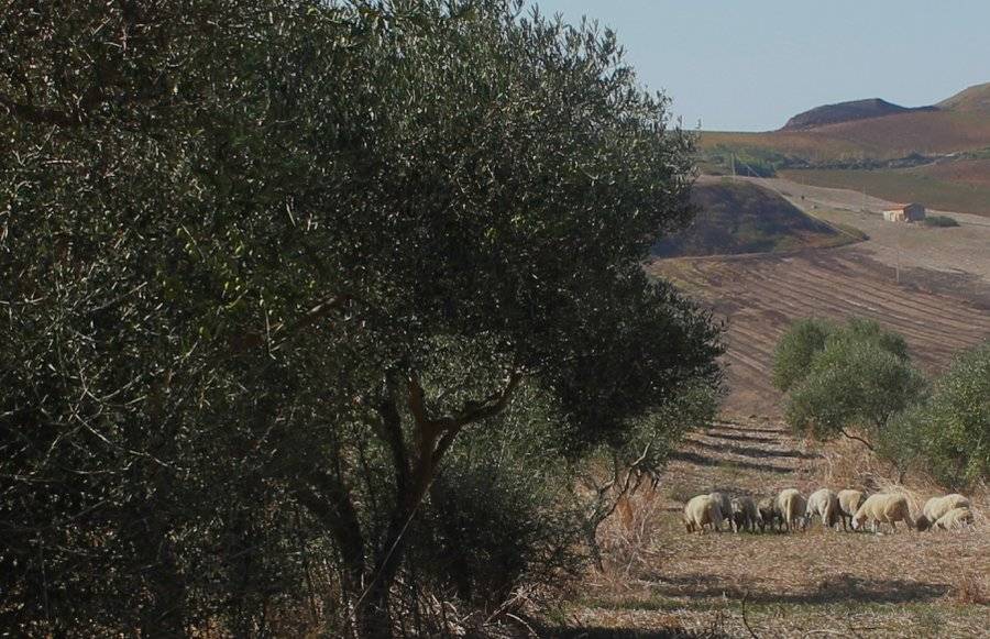 60 M² Farmhouse ∙ 2 Bedrooms ∙ 6 Guests - Sicily