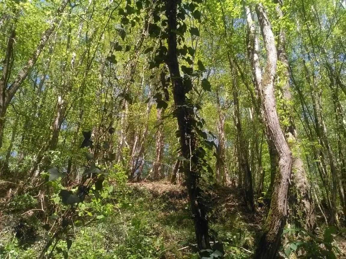 foto29