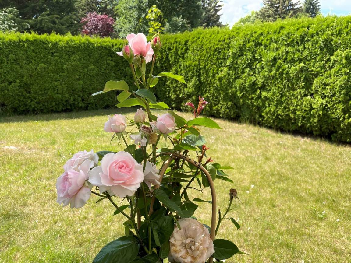 foto18