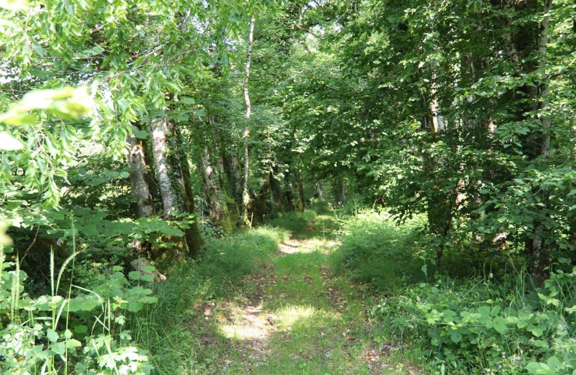 foto41