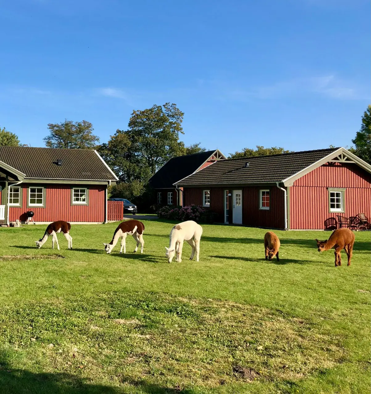 Fortryllende feriehus med alpakaer i Lundeborg