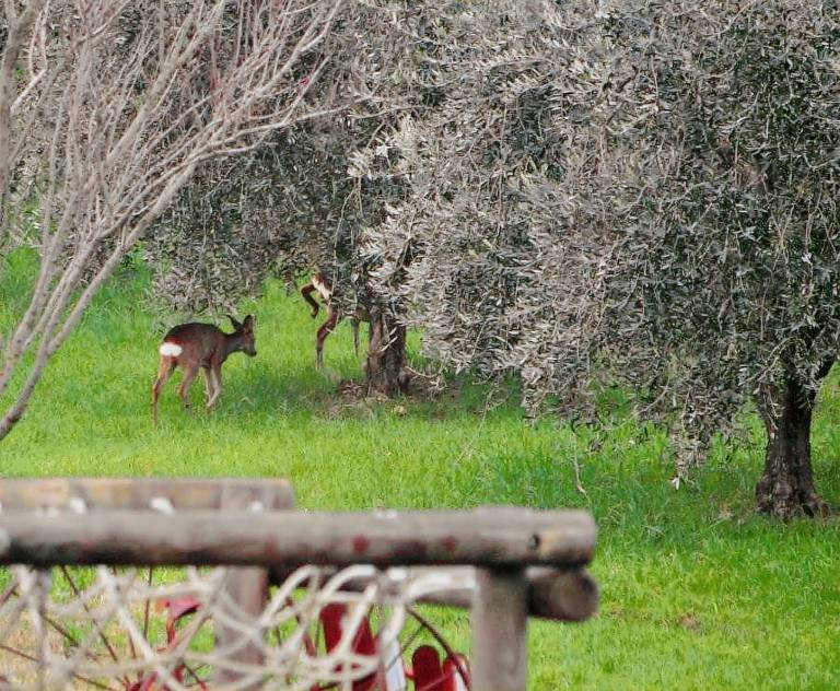 Podere La Fonte: Appartamento Il Susino — photo 3