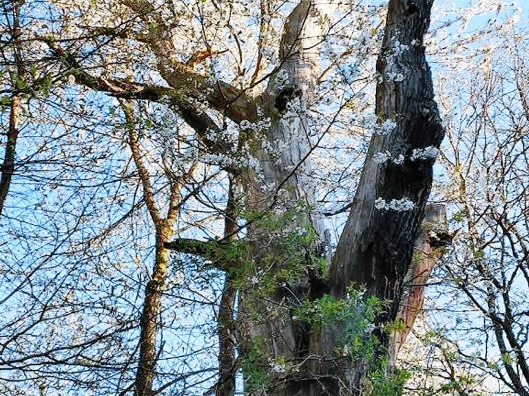 Ferienwohnung Kastellaun