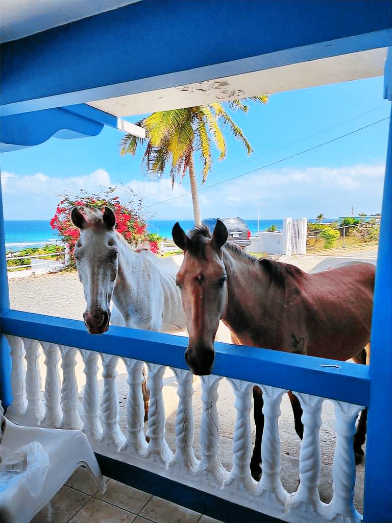House Vieques