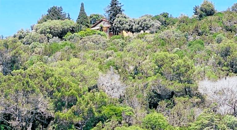 Pleasant apartment | Dogs allowed in Mali Losinj