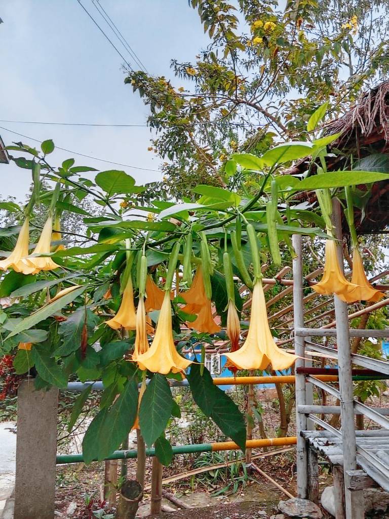 Suruchi homestay — photo 5
