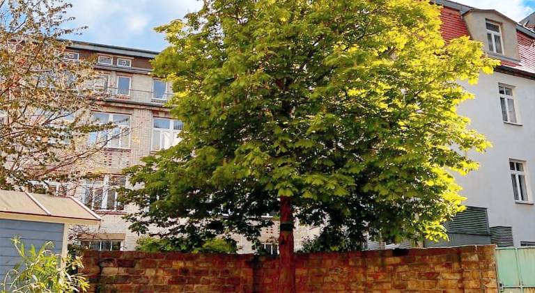 Serviced apartment with terrace & yard | Next to Zwinger | Perfect for remote work — photo 3